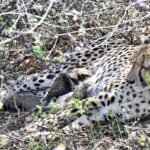 Cheetah Gamini 4 Cubs