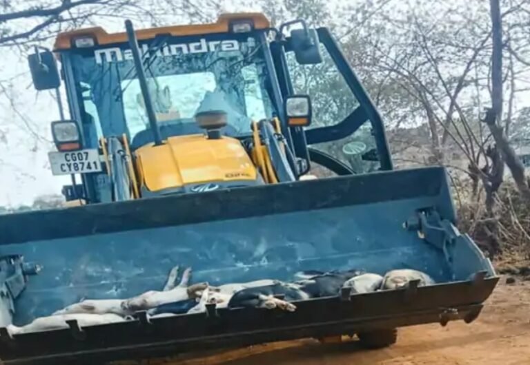 सूअरों की मौत