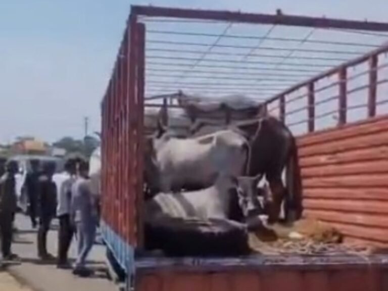 इंदौर बायपास पर पकड़ाई मवेशियों से भरी गाड़ी