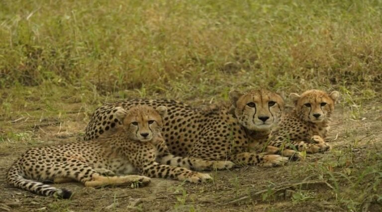 चीते अब आजाद