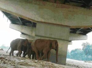 वालइल्ड लाइ कॉरिडोर