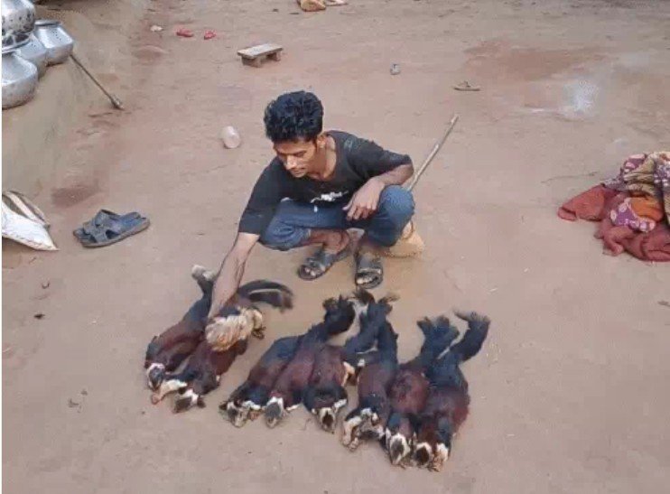 शेकरु का शिकार